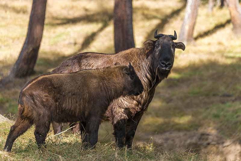 motithang takin preserve