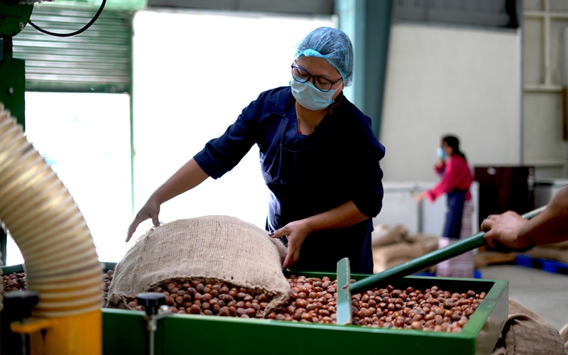 Why These Hazelnuts Are the Caviar of Nuts