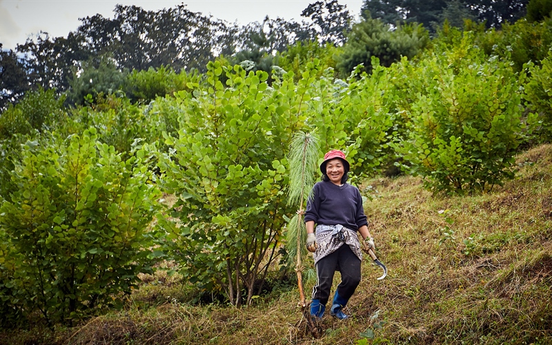 For the Curious Traveler: A Hazelnut Pilgrimage