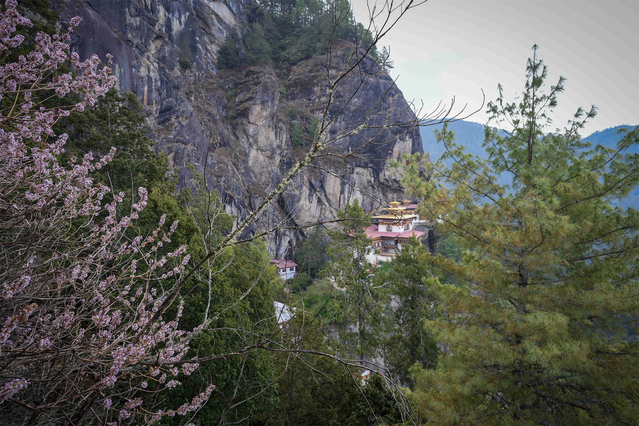 flowers blooming at tiger_s nest